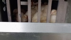 Пересаживаю подросших перепелят! Яйца в инкубаторе уже 12 дней!
