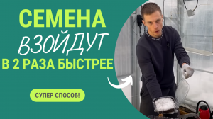 Семена всходят дружно и в 2 раза быстрее! Мало того, растения не болеют и крепкие. Супер способ!