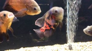 Астронотус - оскар тигровый и  Астронотус вуалевый