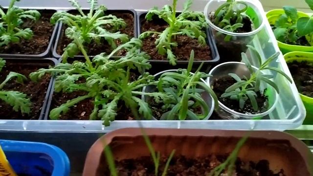 Домашний огород в феврале. Что взошло раньше всех. смотреть онлайн