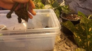 УКОРЕНЕНИЕ АУКУБЫ ЗОЛОТОЙ!!!