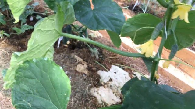 13 июля 2018 дача смотреть онлайн