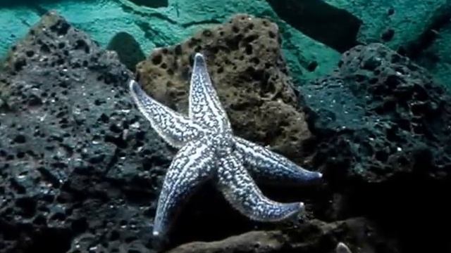 Какая скорость у морской звезды? смотреть онлайн