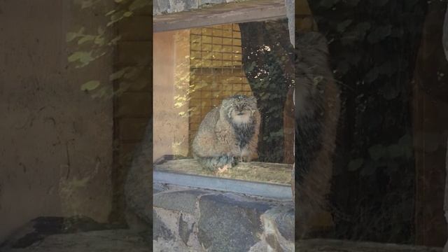 Calypso the Pallas's cat from Saarbrucken Germany — the story