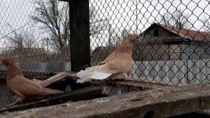 Желтые чубатые николаевские голуби. 18.04.2020г.