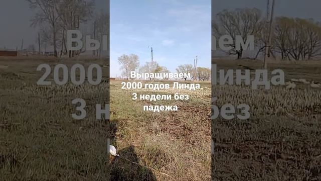 Эксперимент как вырастить 2000 голов гусят Линда без падежа в домашних условиях......