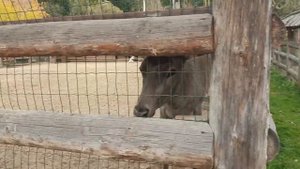 Подмосковье, Вербилки, отель Country Resort. Всё включено