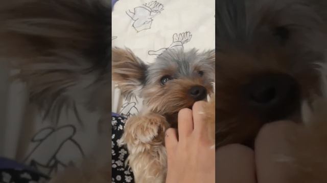 йорк мини|Собаке чешут животик|Чак кайфует смотреть онлайн