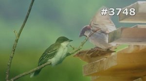 #3748. Воробьи (В мире животных)