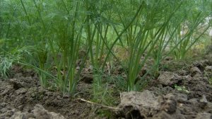 Как правильно сеять укроп