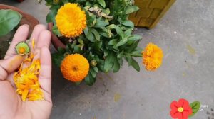 Care of Calendula plant or benefits🌼🌼