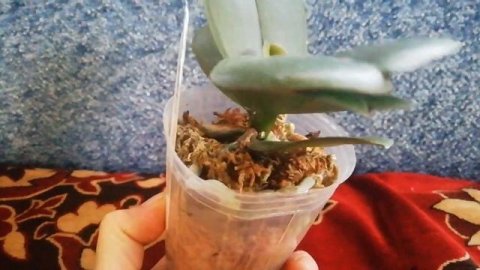 Новая орхидея Каода Твинкл.