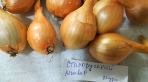 Лук шалот Старорусский  видео 8