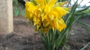 Нарциссы ? как выбрать, размножение, уход✔️?#ВиленаЦветкова