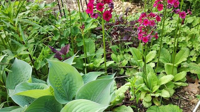 Хоста «Purple Haze». смотреть онлайн