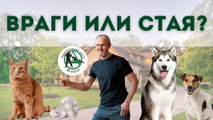 КАК ПОДРУЖИТЬ КОШКУ С СОБАКОЙ? ВРАГИ ИЛИ СТАЯ? ДРЕССИРОВКА СОБАК. КЦ «БАРС». АНАТОЛИЙ КОТЕНКО