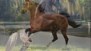 ***Ой вы кони, мои кони вороные!***