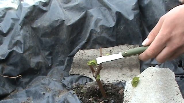 Виноград. Уход за кустом в год посадки смотреть онлайн