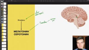 6.85. Гормоны эпифиза: мелатонин и серотонин | Анатомия к ЕГЭ | Георгий Мишуровский