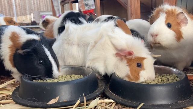 Guinea pigs eating pellets смотреть онлайн