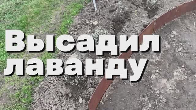ВЫСАДИЛ ЛАВАНДУ. Жива???
