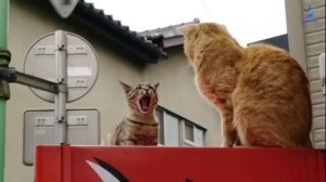 Топ 10 Мяуканье кошек которые бесят вашего кота или собаку - прикол над своим котом!
