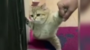 Прикольные котейки!