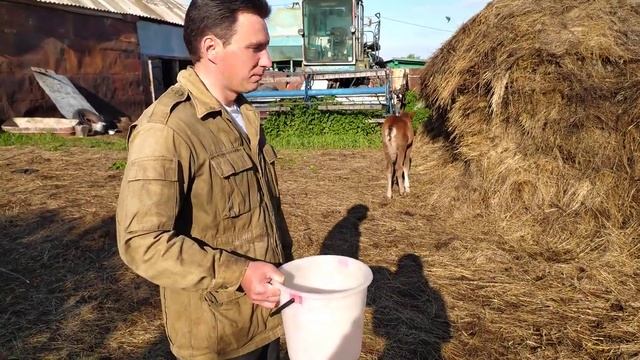 Выкармливание жеребёнка коровьем молоком.(месяц) Часть 2. смотреть онлайн