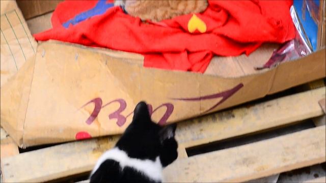 Stray Cats and Kittens Eating Cat Food And Playing Cat Games смотреть онлайн