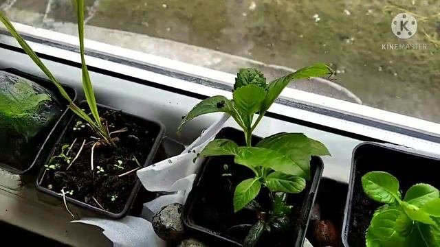 Укоренённые черенки крупнолистной гортензии после зимовки в открытом грунте и на балконе. 22.03.21