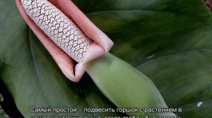 Сингониум — уход в домашних условиях