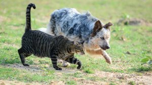 Смешные кошки и собаки / Приколы с животными