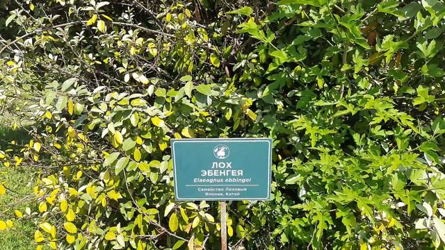 Адлер. Орнитологический парк. смотреть онлайн