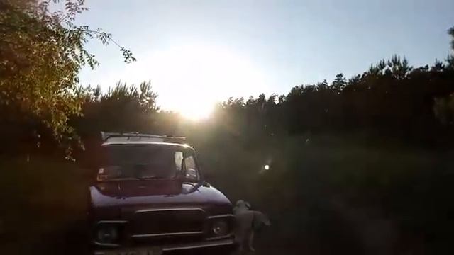 СУМАСШЕДШАЯ - СОБАКА🙃 смотреть онлайн