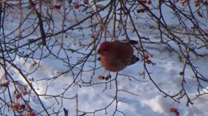 Птичка певчая - снегирь!