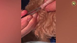 Удаление Клещей У Собаки | Как Удалить Клещей От Вашей Собаки