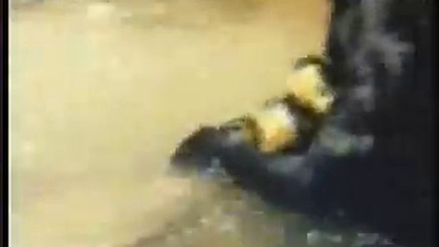 Jaguar escapes Anaconda then Kills and Eats it! смотреть онлайн