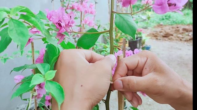 Bougainvillea Propagation in Easy Way Using Plastic Cups | Mas Madaling Buhayin смотреть онлайн