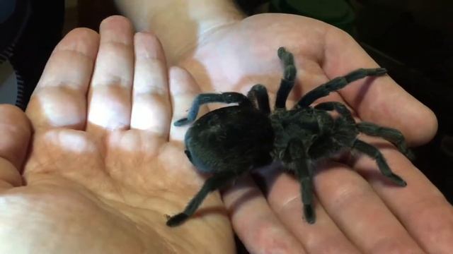 Внимание ! Канал ИП живой ролик про пауков 1 выпуск ( опасно ?) страх надо побороть !Ждём след.сери смотреть онлайн