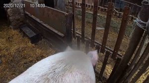 Пришол резать свенью