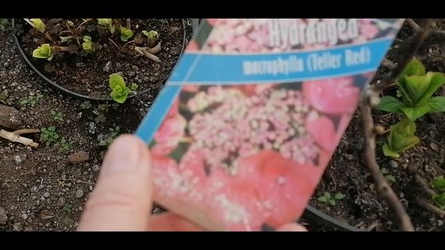 Гортензия макрофила в феврале что делать смотреть онлайн