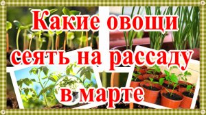 Что сеять в марте на рассаду. Какие растения сажать в марте? Овощи на рассаду в марте