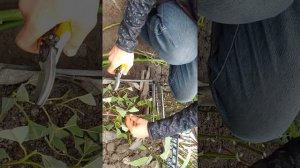 Горизонтальное укоренение черенков ежевики и другого.