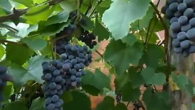 Сорт винограда Изабелла.