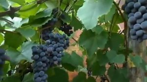 Сорт винограда Изабелла.
