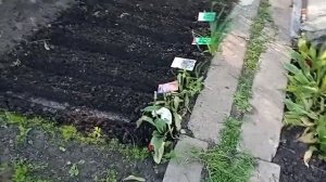 ТРАВЫ ДЛЯ ПРИПРАВЫ, сеем пряные травы