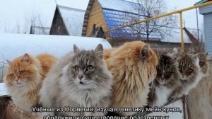 Кошка похожая на рысь: примеры основных пород