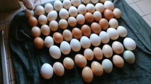 Инкубация от А до Я .Обработка и Закладка яйца , утиные куриные и индюшиные вместе.