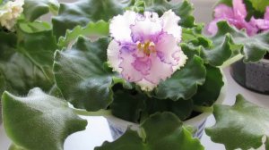 Уход и выращивание фиалки фантазийных сортов.