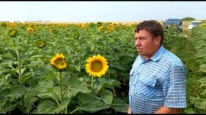 РЕАЛЬНЫЕ ОТЗЫВЫ глав КФХ и агрономов о гибридах подсолнечника Нусид (по корзинке).